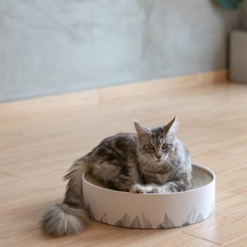 Valley Cat Scratch Haven: Corrugated Cat Scratcher and Claw Sharpener