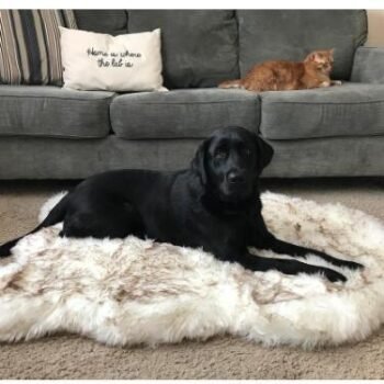 Luxurious Plush Pet Snuggle Blanket